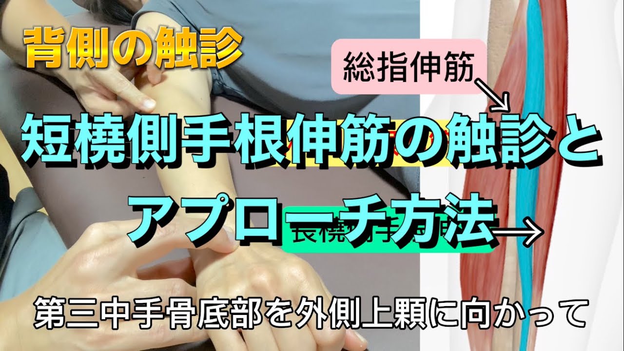 短橈側手根伸筋の触診とアプローチ方法