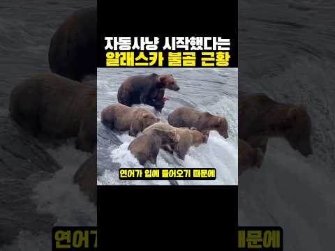 ‘자동사냥’을 시작했다는 알래스카 불곰 근황?ㅋㅋㅋ thumbnail
