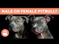 Differences Between a MALE and FEMALE PITBULL 🐕🐾 Which is Best for You?