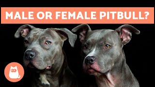 Differences Between a MALE and FEMALE PITBULL  Which is Best for You?