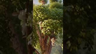 Happy Animals Playing in a Treehouse #KidsShorts#AnimalShorts#CuteAnimals#ForestAnimals#TreehouseFun