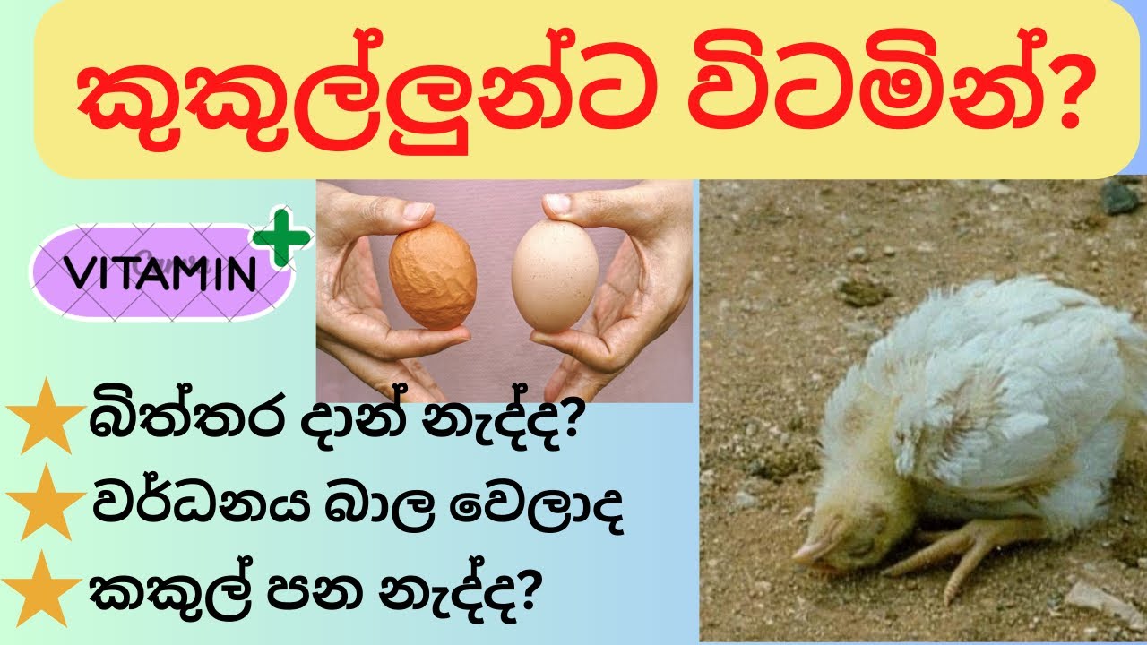 කකුල් පන නැද්ද? පිහාටු යනවද? ඉක්මන්ට ලෙඩ හැදෙනවද? බිත්තර කටුව හයිය නැද්ද? එහෙනම් මේ විටමින් දෙන්න👈🏻