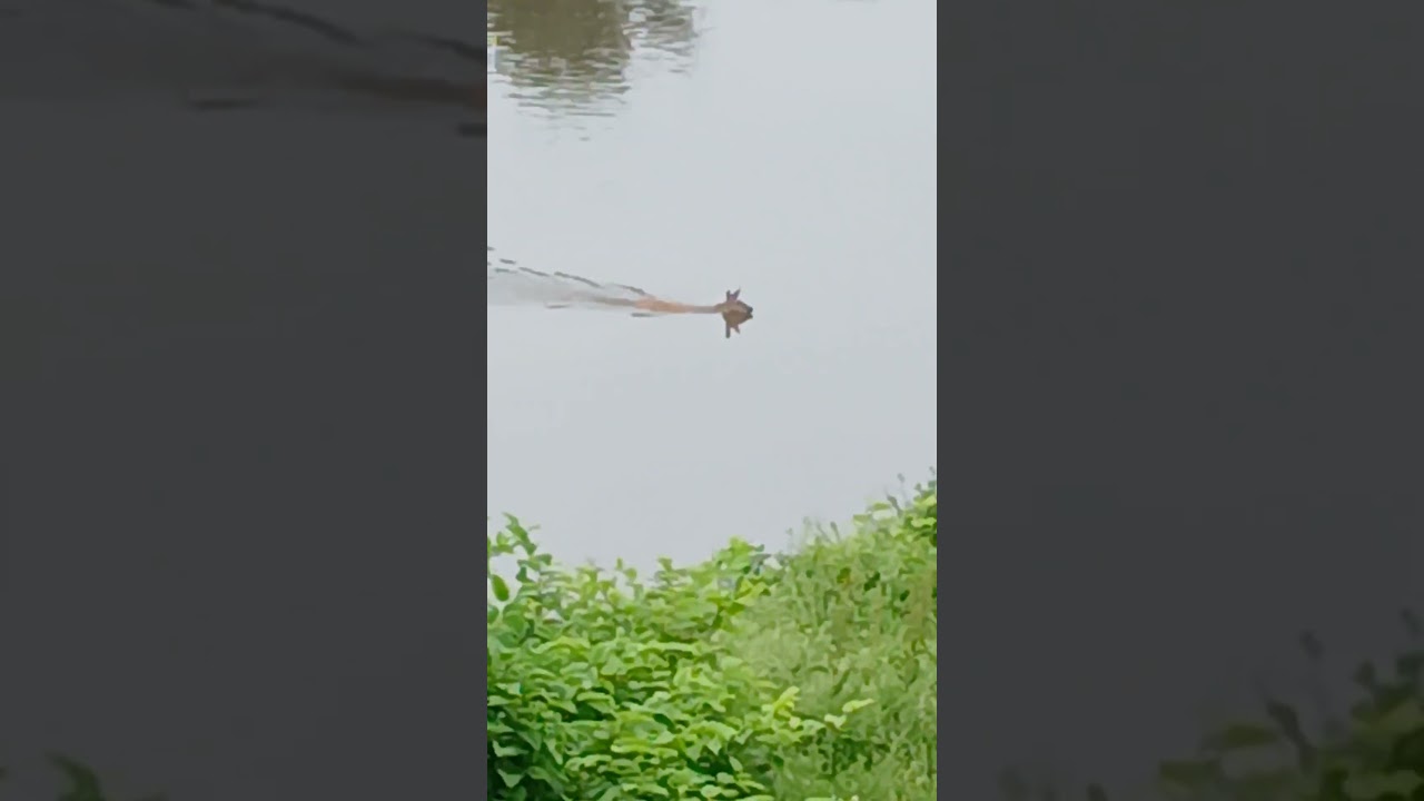 #deerswimming
