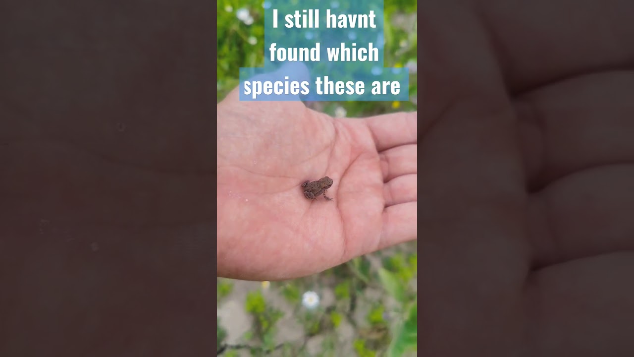 still surrounded by mini frogs 