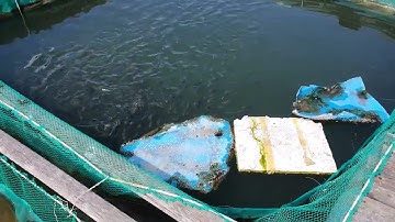 Nuôi Cá Dìa thương phẩm #Siganidae, #pompanofish