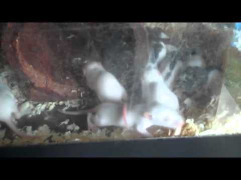 boasty wiley rat collection