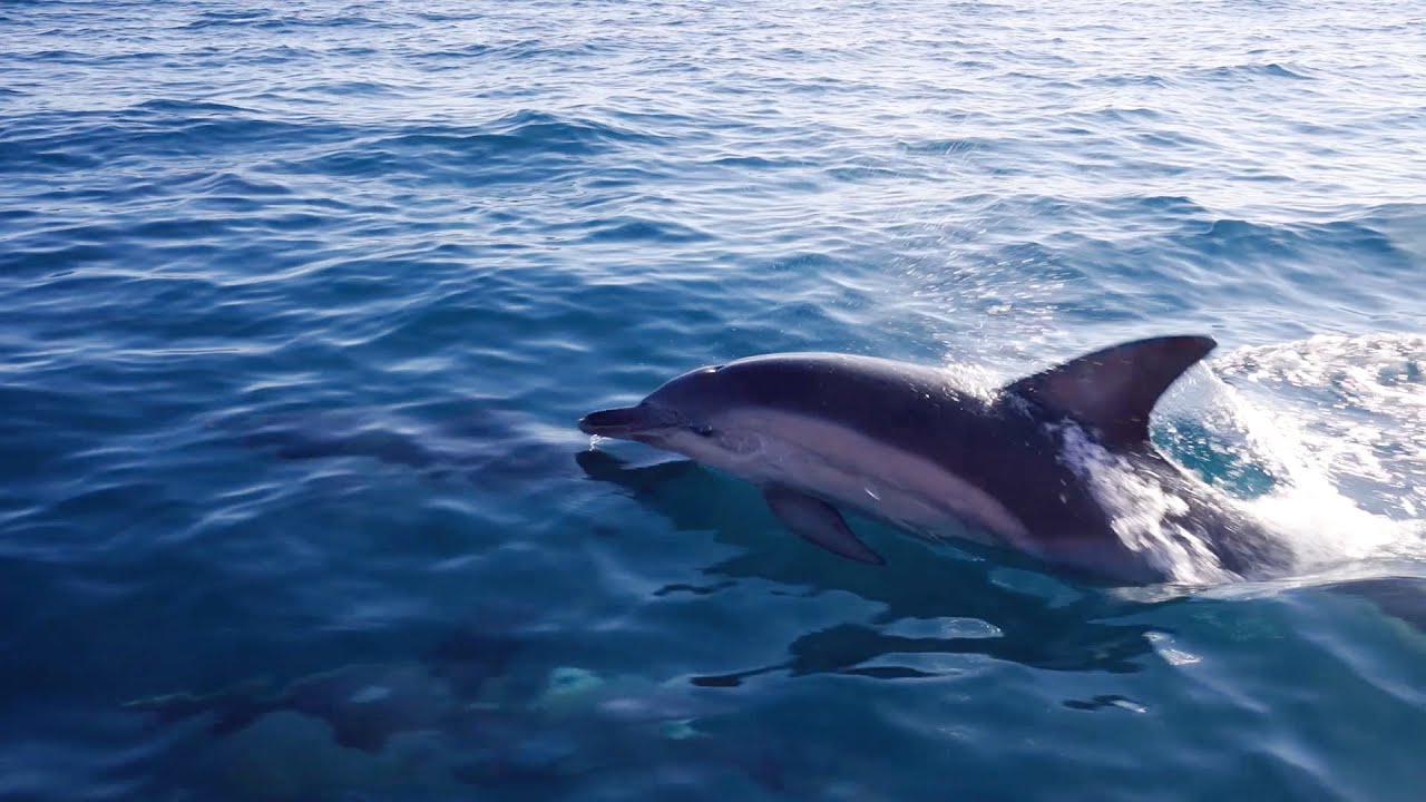 Common Dolphins - Dolphin Watch TV