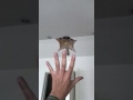 Sugar glider jump