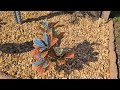 35inch Artificial Croton Plant with Ground Spike, 2 Pack Artificial Plants Outdoors Front Porch, Lif