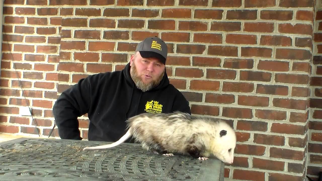 Opossum Removal