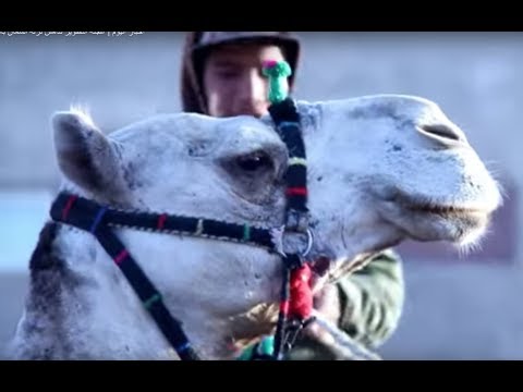 أخبار اليوم عجلة التطوير تدهس نزله السمان بالهرم