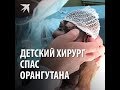 Детский хирург спас орангутана