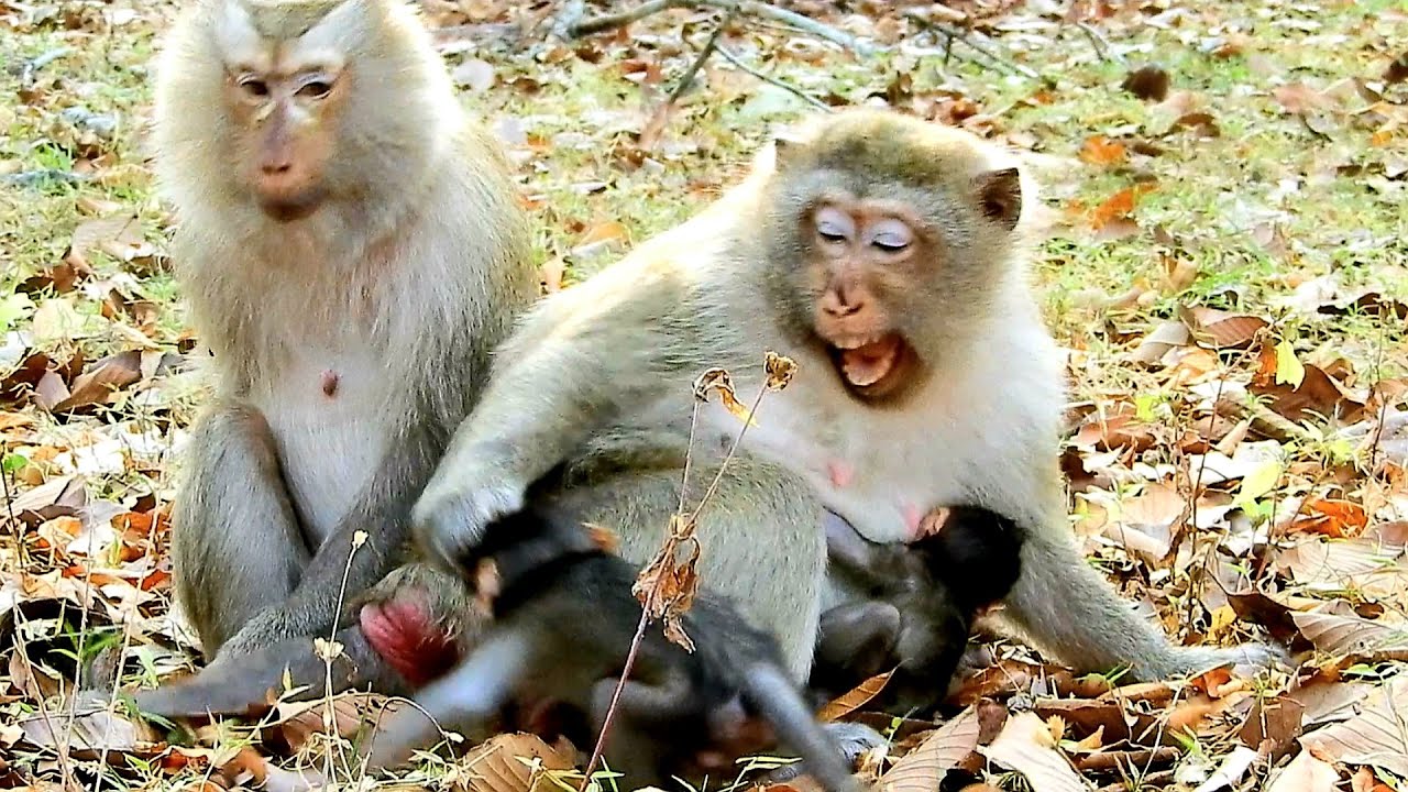 Oh My God..! Mom Brianna Beating And Warning Baby Monkey Vienna Cos Disturb Her Baby Brighten