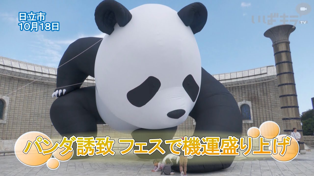 パンダ誘致 フェスで機運盛り上げ【いばキラニュース】R7.10.20 - YouTube