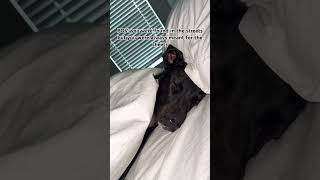 He was meant to be a spoiled angel baby #rescuedog #pets #pitbull #fyp