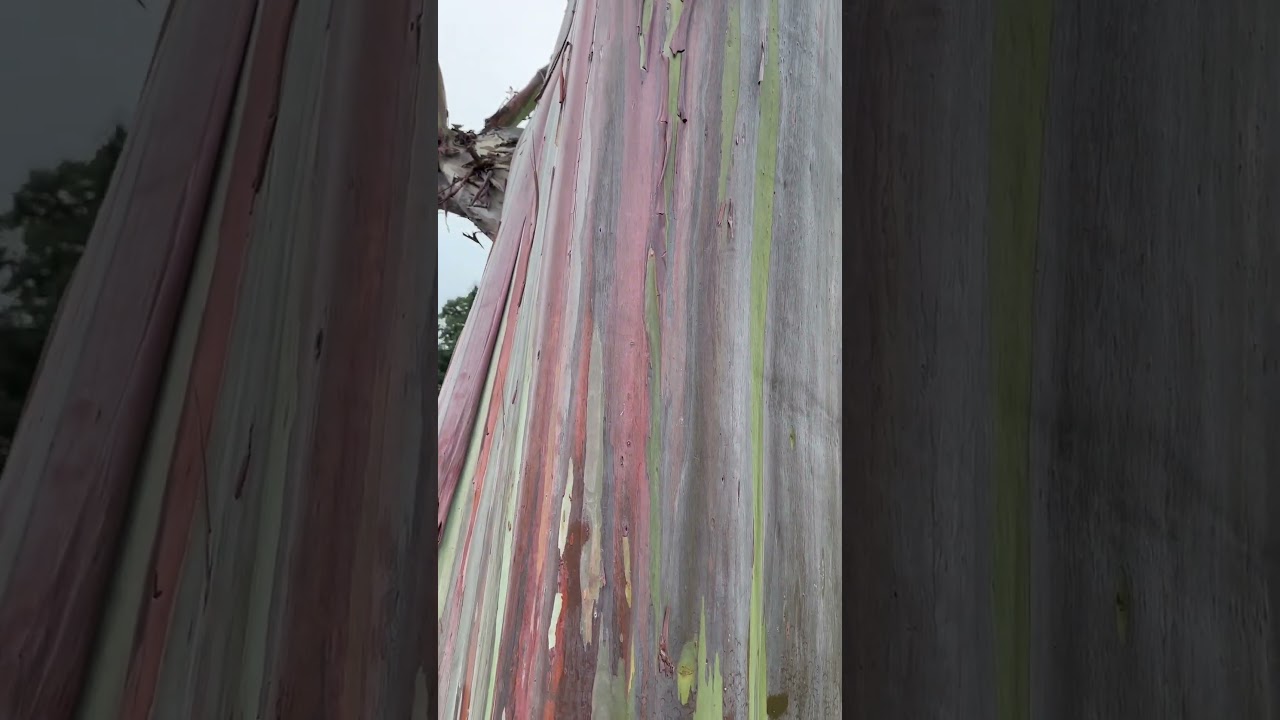 Beautiful Rainbow gum, Eucalyptus deglupta…