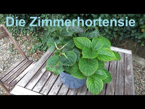 Video: Wie Pflegt Man Zimmerhortensien?