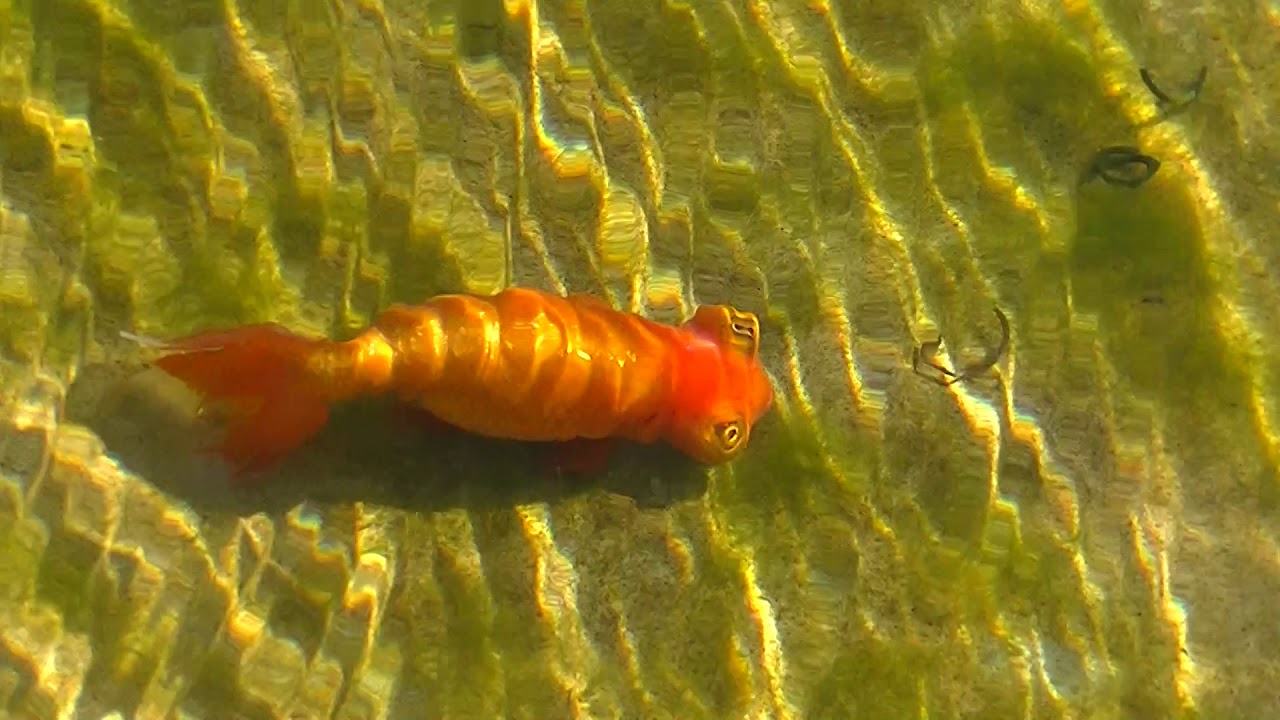 金魚 すごい位置に目があるチョウテンガン Youtube 金魚 すごい位置に目があるチョウテンガン Youtube