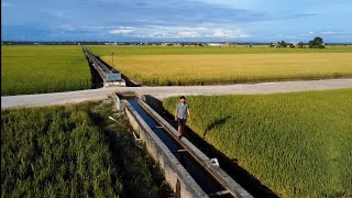 Sawah Padi Terluas di Malaysia ! | SEKINCHAN, SABAK BERNAM, SELANGOR | TRAVEL VIBES EP12