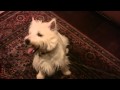 Dog-powered tooth extraction