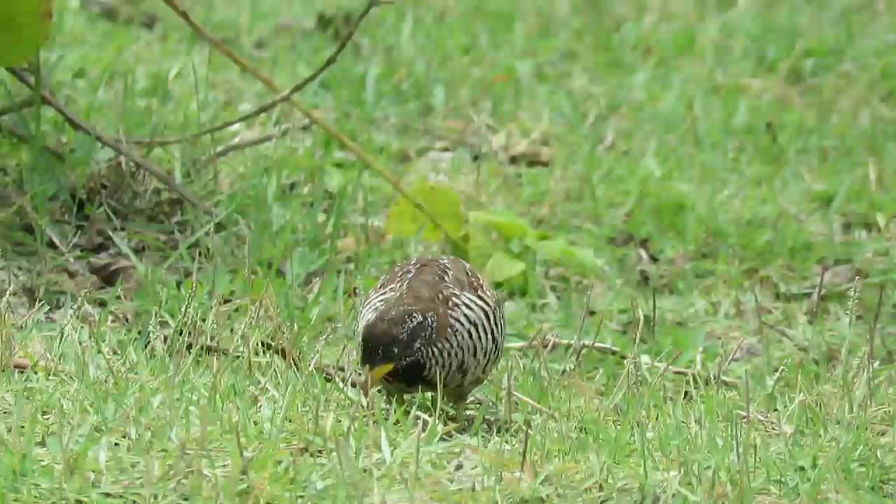 Barred Buttonquail (female) 