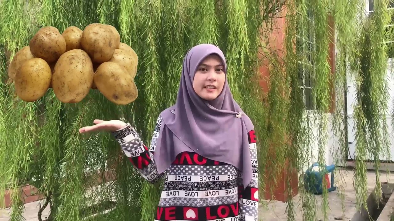 POWTATO POW ASSIGNMENT FSM BSC NUTRITION