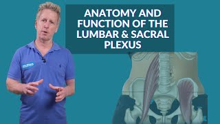Anatomy & Function of the Lumbar & Sacral Nerve Plexus