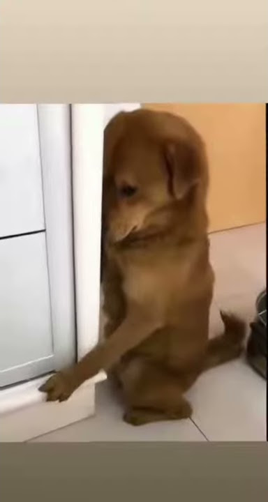 Expresi wajah ANJING ketika dimarahi MAJIKANnya