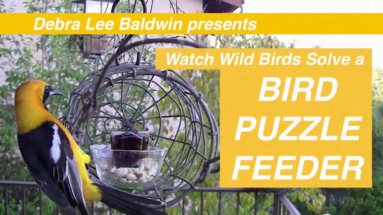 Watch Wild Birds Solve a Bird Puzzle Feeder YouTube