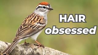 Chipping Sparrow | Hair Obsession and Molting Champions