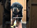 💙Those puppy eyes have a way of making every day better! #PuppyLife #AKC #RottieLove #AmarasSon