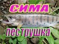 Рыба Приморского края -  часть 2.  Нерест симы и появление пеструшки.