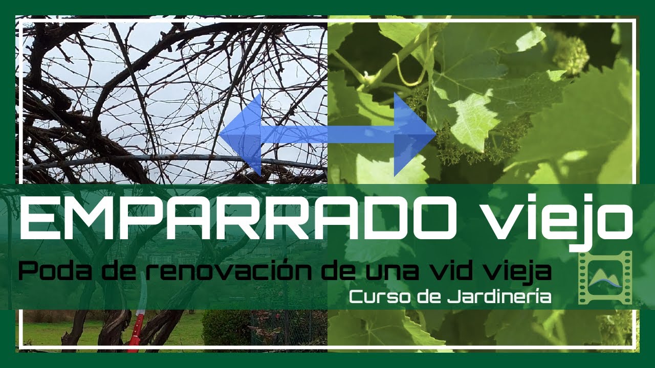 🍇 Cómo PODAR una VID vieja en 🌱 EMPARRADO 🌱 [Capítulo 54] Curso básico de Jardinería 2021 | LdN