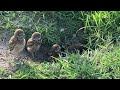 Owl Family Up Close and Personal!