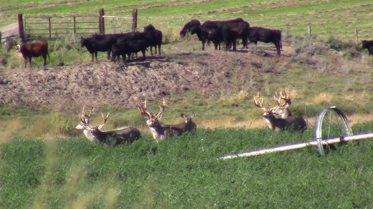 Huge Archery Mule Deer For Air Force SGT Mike S 1 E 2 YouTube