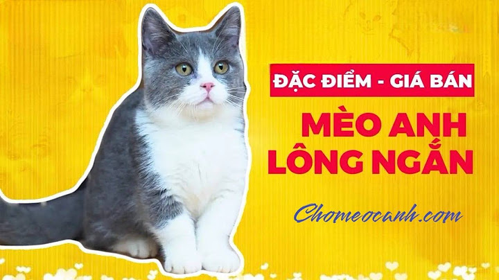 Mèo con bao nhiêu tiền