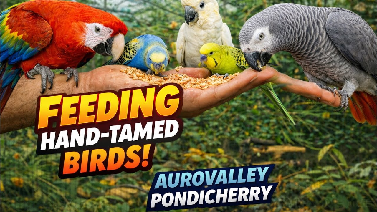 Feeding Hand-Tamed Birds 🦜 | Open Aviary Experience at Aurovalley Pondicherry
