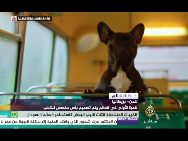 كلاب في جولة سياحية للاستمتاع بمعالم لندن