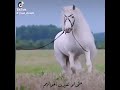 شيلة اقوم قومة جمل