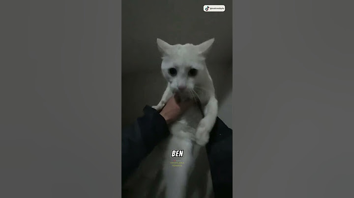 Abimiz Kendi Kedisi Sanıp Sokak Kedisini Alıyor 😂