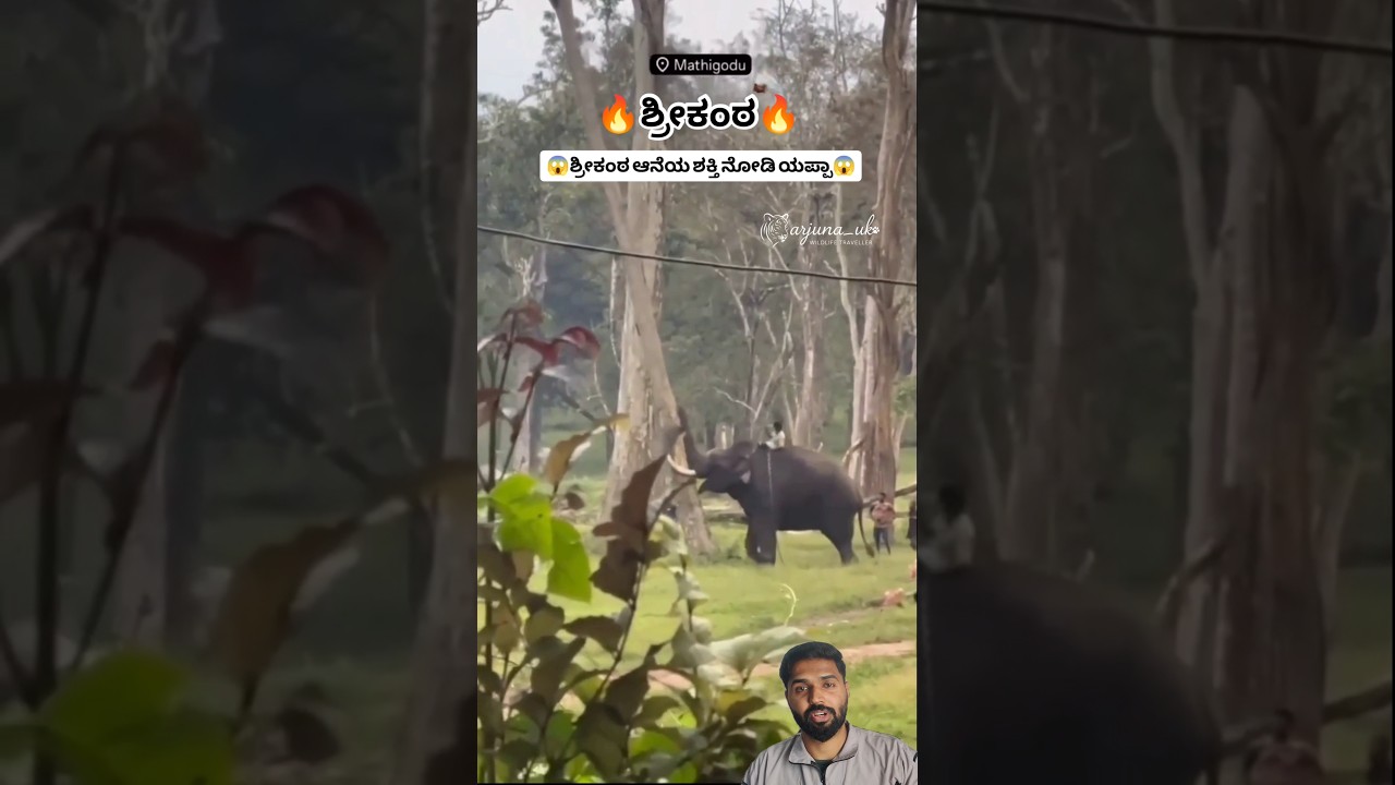 Srikanta Dasara Elephant 🐘 | Incredible Strength as He Breaks a Tree in Seconds