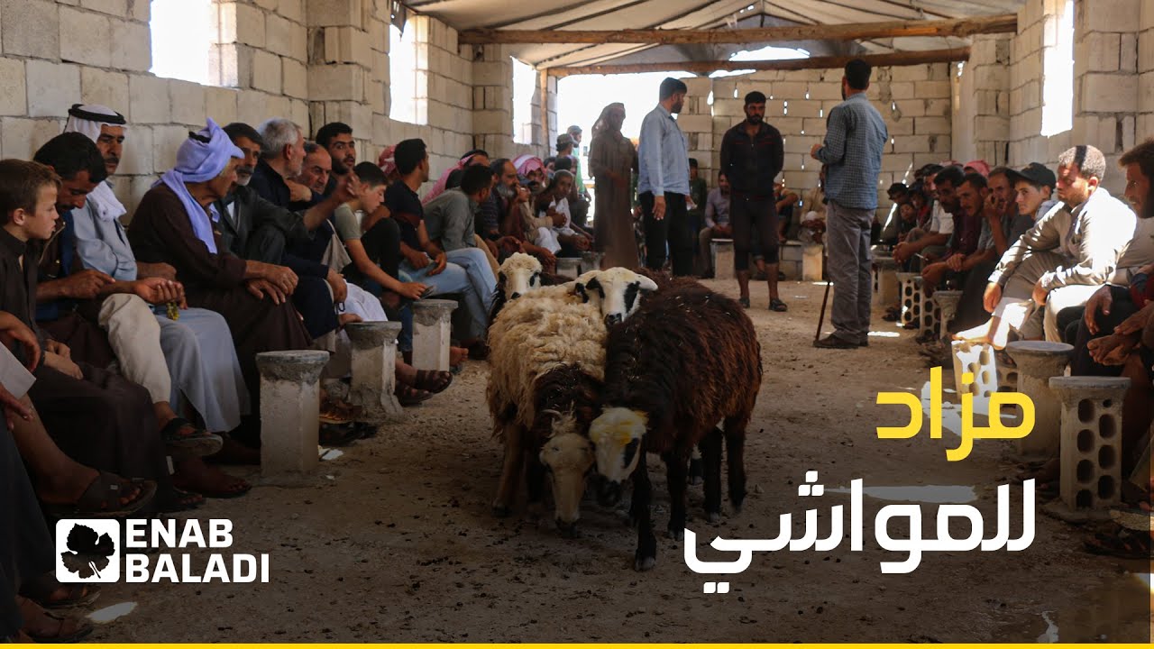 معرض ومزاد لبيع المواشي في ريف إدلب