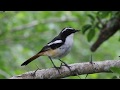 Call of the White-throated Robin-Chat