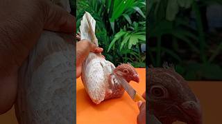 pigeon recovar treatment caltet 181||#birds #shots #pigeon #kabutar #pigeontreatment pigeon recovar treatment caltet 181||#birds #shots #pigeon #kabutar #pigeontreatment