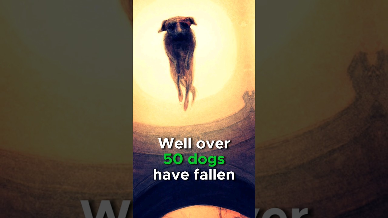 Bridge of Death? A bizarre 