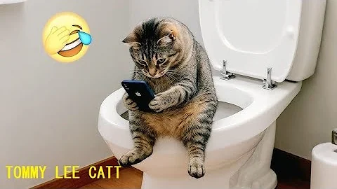 Video 10702751: toilet cat funny, cat bathroom