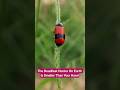The Deadliest Hunter On Earth Is Smaller Than Your Hand #facts #animals #nature #wildlifefacts