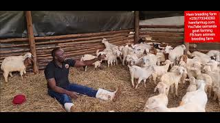When your a goat farmer it's only the kids that gives u profits so
make sure have and they grow