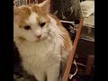 Turkish van cat loyalty at its finest! の動画、YouTube動画。