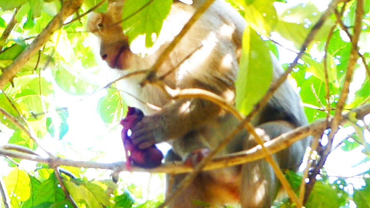 It is brave!, Heart of mother even baby passed, but still taking of her baby